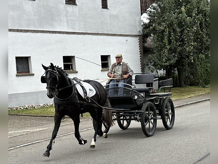 Polskt varmblod Valack 3 år 165 cm Grå-mörk-brun in Riedlingen