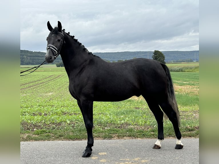 Polskt varmblod Valack 3 år 165 cm Grå-mörk-brun in Riedlingen