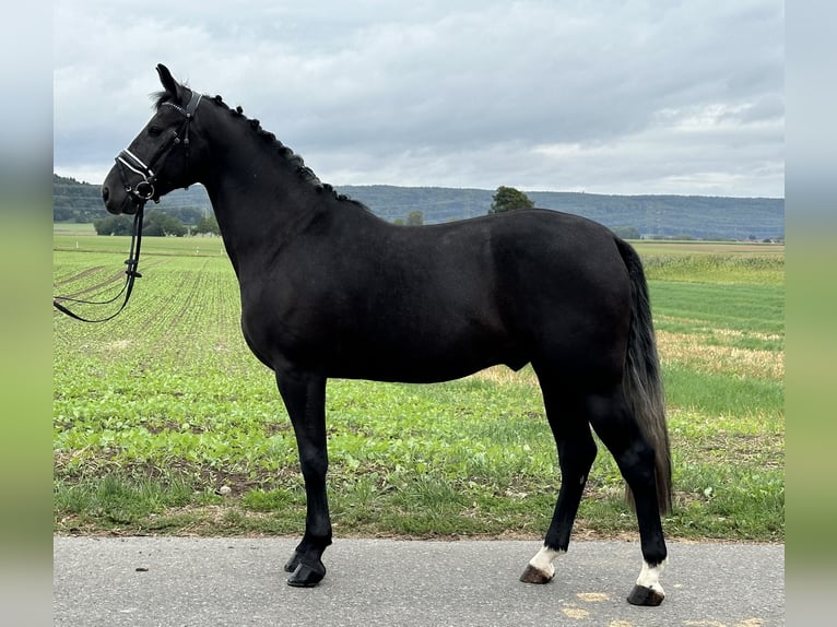 Polskt varmblod Valack 3 år 165 cm Grå-mörk-brun in Riedlingen