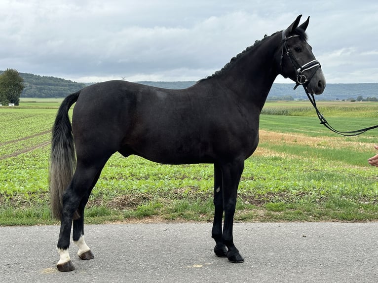 Polskt varmblod Valack 3 år 165 cm Grå-mörk-brun in Riedlingen