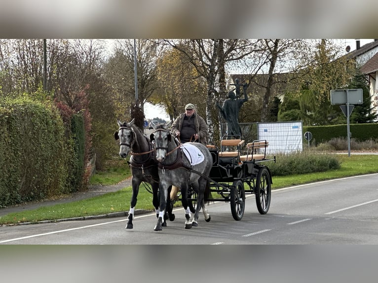 Polskt varmblod Valack 3 år 167 cm Grå in Riedlingen