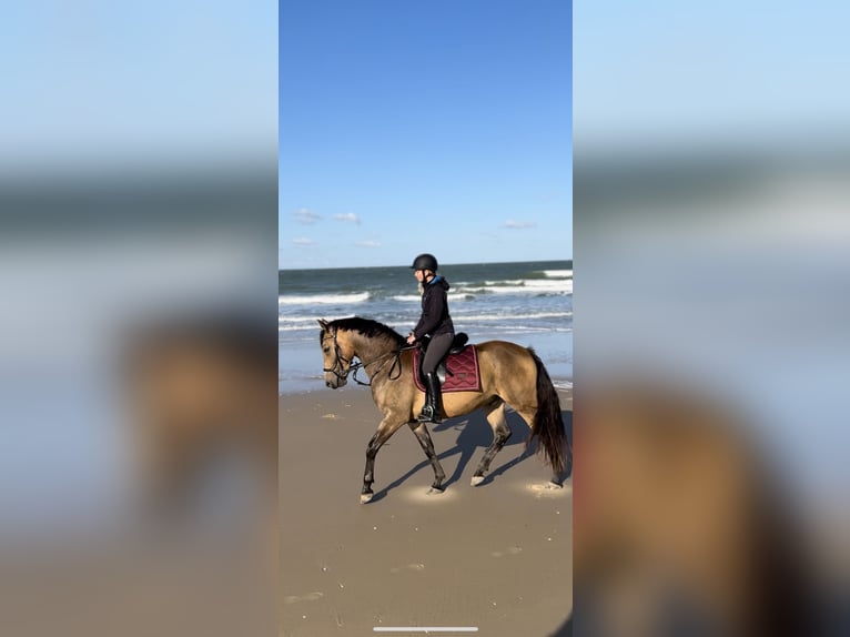 Polskt varmblod Blandning Valack 4 år 160 cm Gulbrun in Domburg