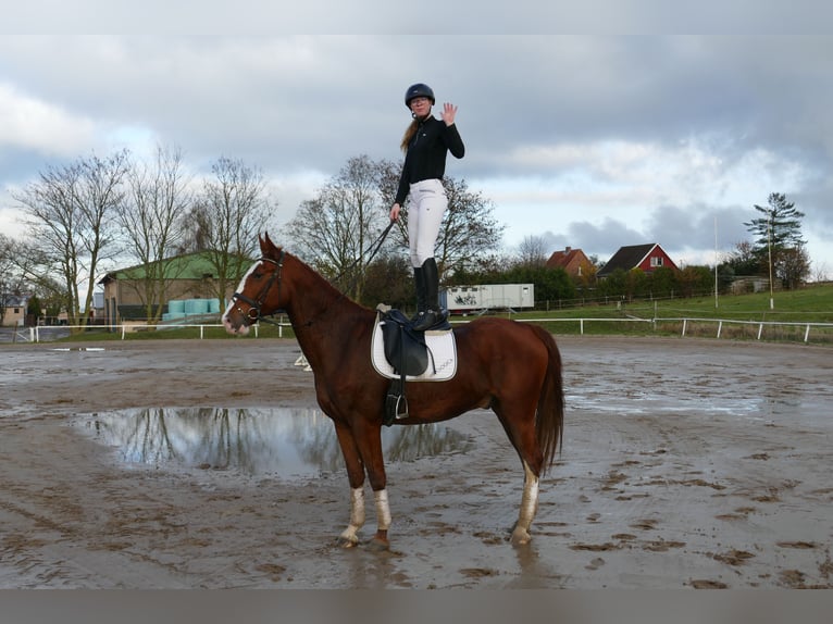 Polskt varmblod Valack 5 år 169 cm fux in Ganschow