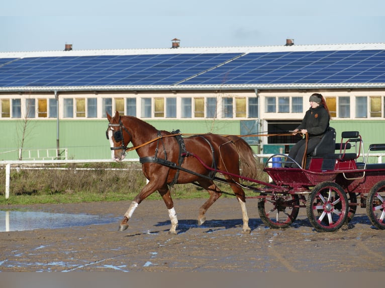 Polskt varmblod Valack 5 år 169 cm fux in Ganschow