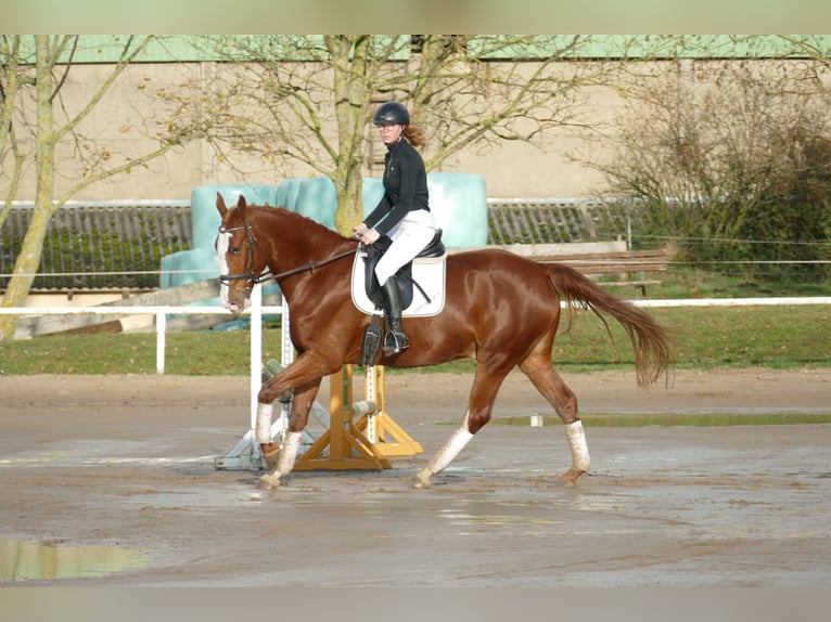 Polskt varmblod Valack 5 år 169 cm fux in Ganschow