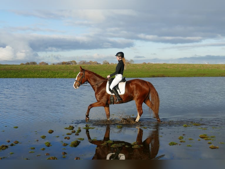 Polskt varmblod Valack 5 år 169 cm fux in Ganschow