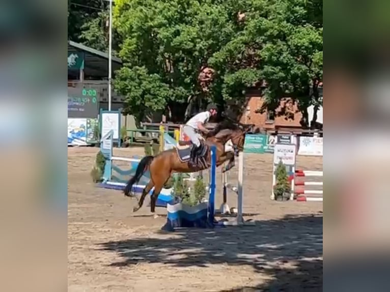 Polskt varmblod Valack 6 år 168 cm Brun in Papenhagen