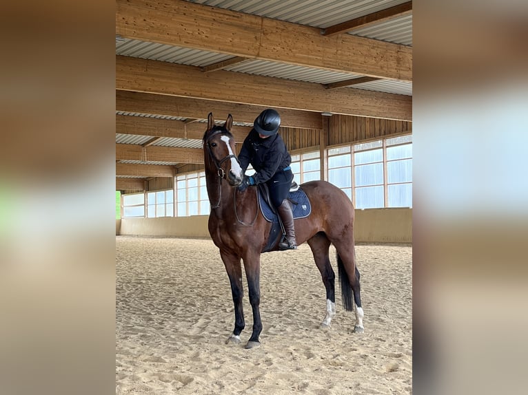 Polskt varmblod Valack 6 år 171 cm Brun in Rutha