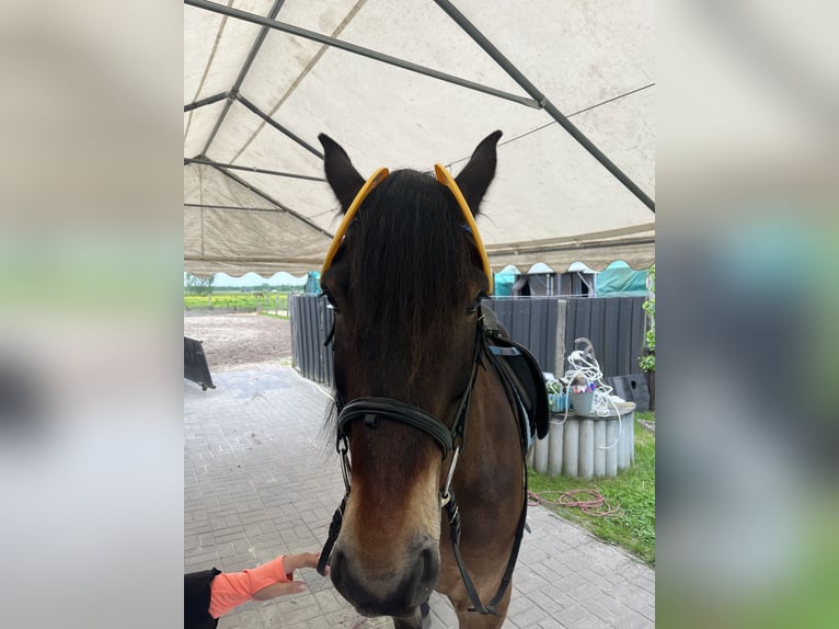 Polskt varmblod Valack 7 år 156 cm Brun in Groß Twülpstedt