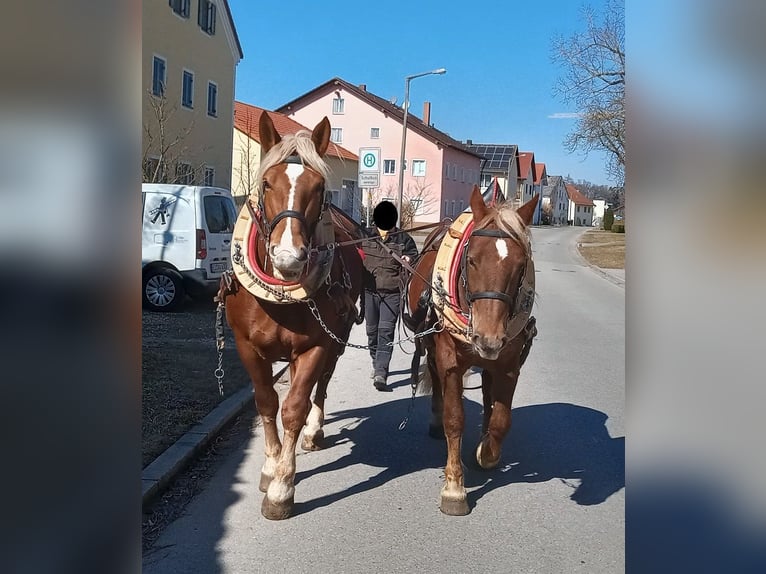 Południowoniemiecki koń zimnokrwisty Klacz 10 lat 163 cm Ciemnokasztanowata in Kipfenberg