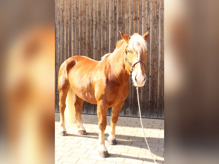 Południowoniemiecki koń zimnokrwisty Klacz 10 lat 163 cm Ciemnokasztanowata in Kipfenberg