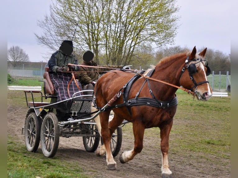 Południowoniemiecki koń zimnokrwisty Klacz 10 lat 163 cm Ciemnokasztanowata in Kipfenberg