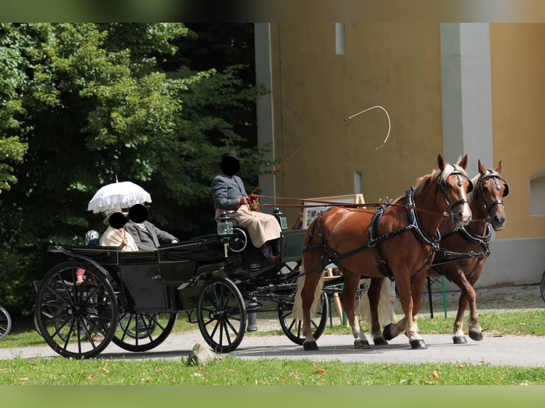 Południowoniemiecki koń zimnokrwisty Klacz 10 lat 163 cm Ciemnokasztanowata in Kipfenberg