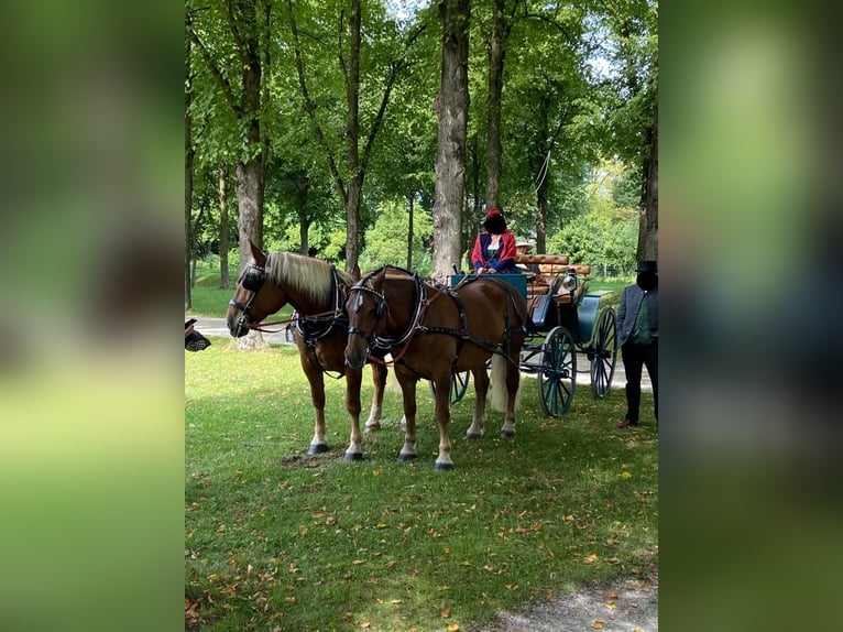 Południowoniemiecki koń zimnokrwisty Klacz 10 lat 163 cm Ciemnokasztanowata in Kipfenberg