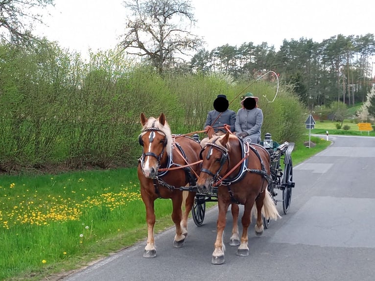 Południowoniemiecki koń zimnokrwisty Klacz 10 lat 163 cm Ciemnokasztanowata in Kipfenberg