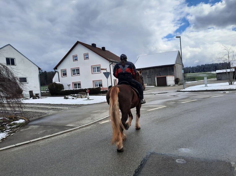 Południowoniemiecki koń zimnokrwisty Klacz 10 lat 163 cm Ciemnokasztanowata in Kipfenberg