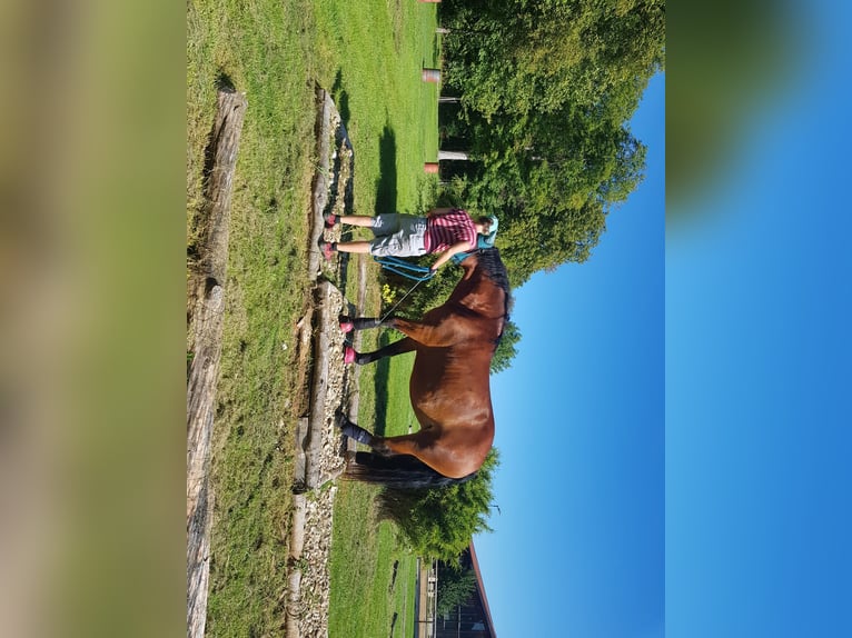 Południowoniemiecki koń zimnokrwisty Klacz 10 lat 165 cm Gniada in Inning am Ammersee