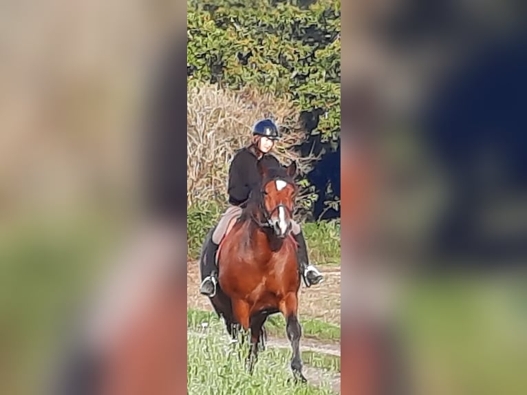 Południowoniemiecki koń zimnokrwisty Klacz 10 lat 165 cm Gniada in Inning am Ammersee