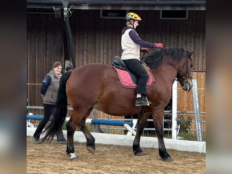 Południowoniemiecki koń zimnokrwisty Klacz 10 lat 165 cm Gniada in Inning am Ammersee