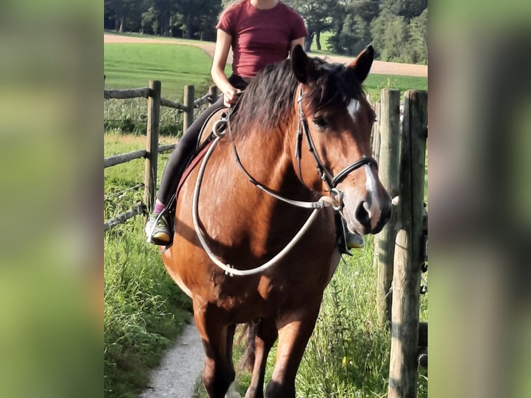 Południowoniemiecki koń zimnokrwisty Klacz 10 lat 165 cm Gniada in Inning am Ammersee