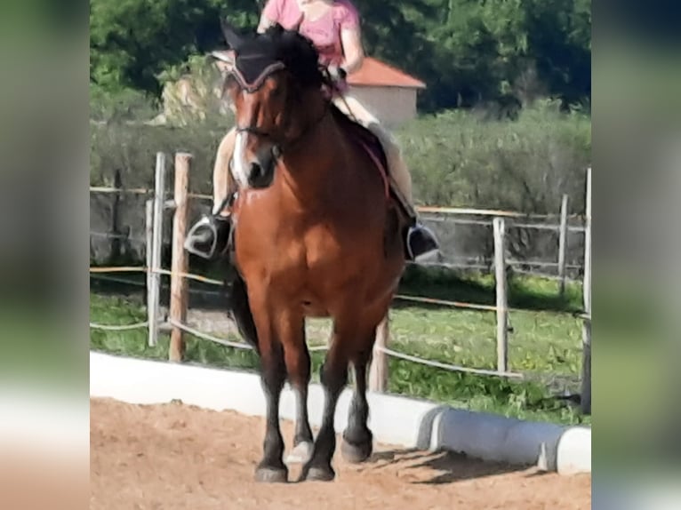 Południowoniemiecki koń zimnokrwisty Klacz 10 lat 165 cm Gniada in Inning am Ammersee