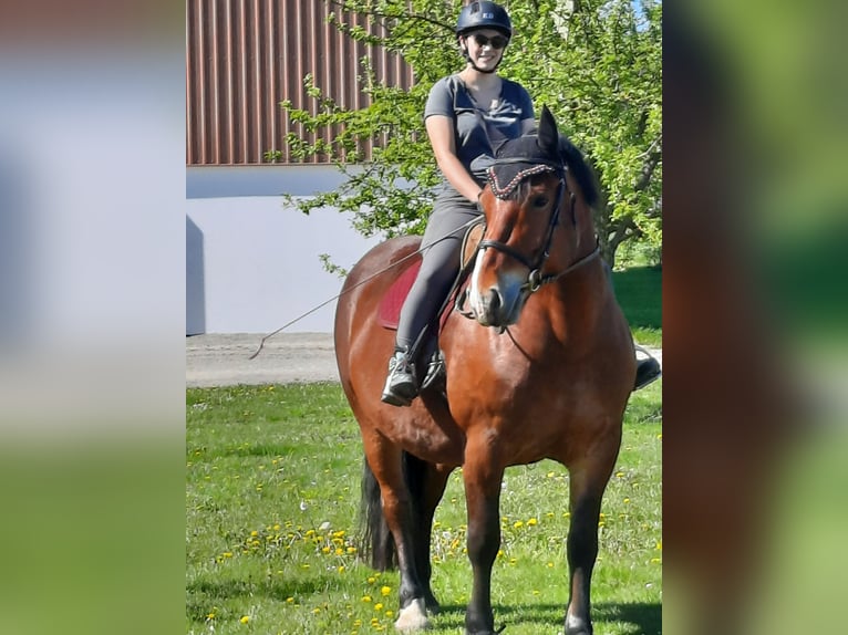 Południowoniemiecki koń zimnokrwisty Klacz 10 lat 165 cm Gniada in Inning am Ammersee