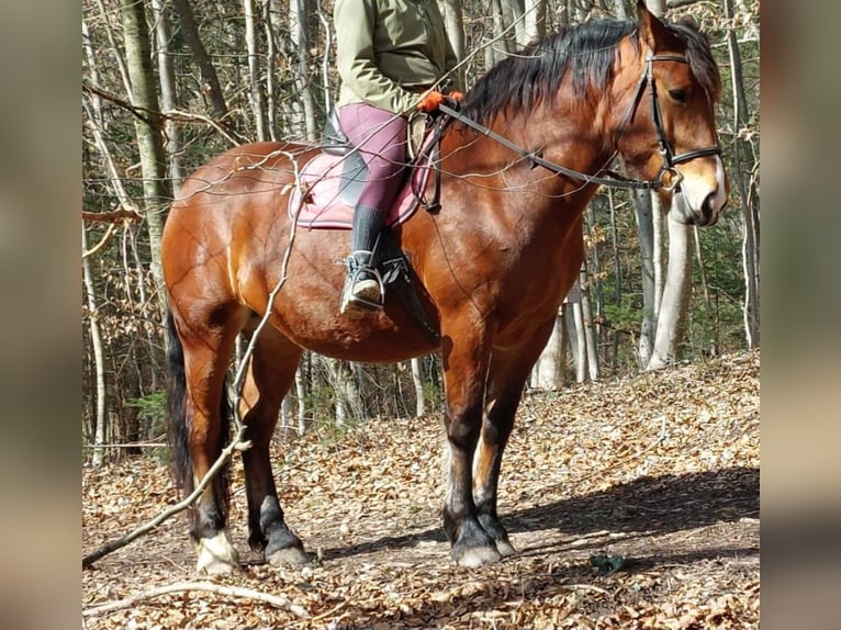 Południowoniemiecki koń zimnokrwisty Klacz 10 lat 165 cm Gniada in Inning am Ammersee