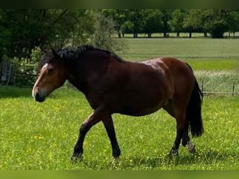 Południowoniemiecki koń zimnokrwisty Klacz 10 lat 165 cm Gniada in Inning am Ammersee