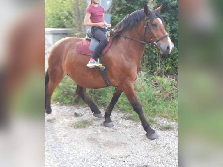 Południowoniemiecki koń zimnokrwisty Klacz 10 lat 165 cm Gniada in Inning am Ammersee