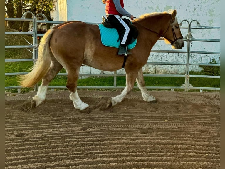 Południowoniemiecki koń zimnokrwisty Klacz 11 lat 158 cm Kasztanowata in Gleina