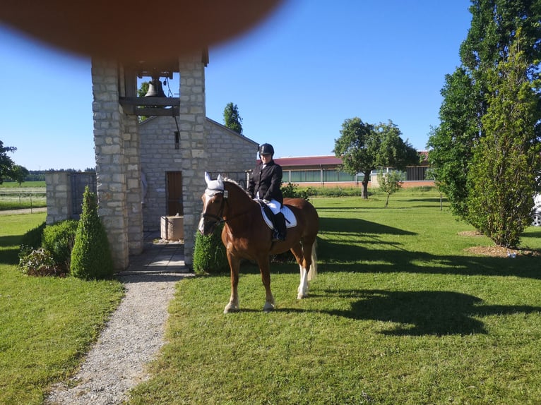 Południowoniemiecki koń zimnokrwisty Klacz 14 lat 168 cm Ciemnokasztanowata in Grimmen