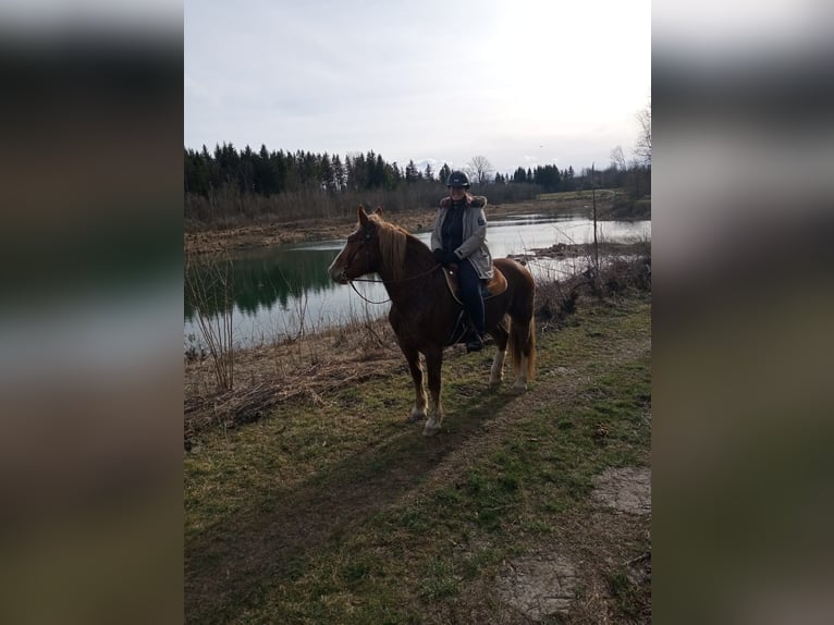 Południowoniemiecki koń zimnokrwisty Klacz 14 lat 170 cm Kasztanowata in Fridolfing