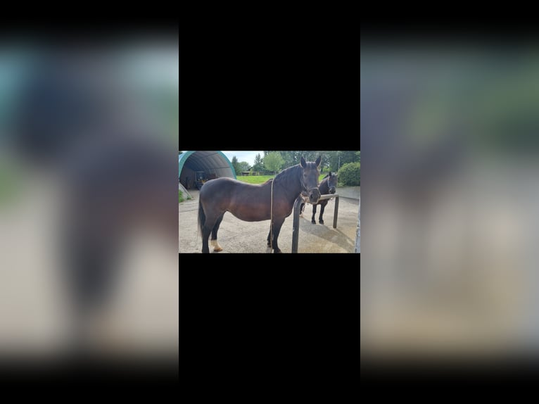 Południowoniemiecki koń zimnokrwisty Klacz 15 lat 166 cm Kara in Aschau am Inn