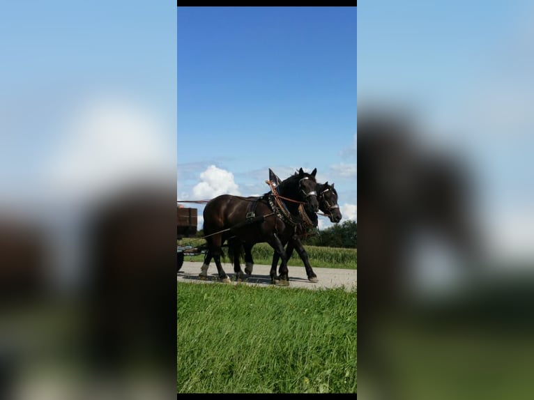 Południowoniemiecki koń zimnokrwisty Klacz 15 lat 166 cm Kara in Aschau am Inn