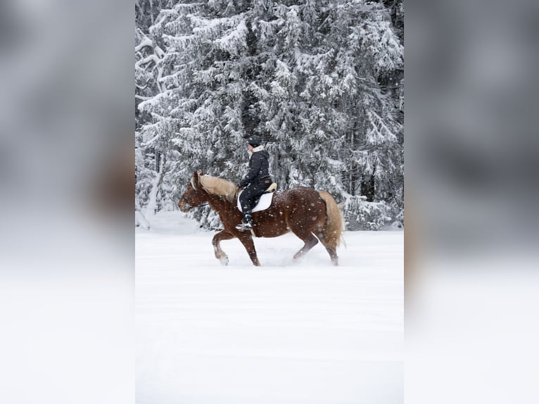 Południowoniemiecki koń zimnokrwisty Klacz 16 lat 165 cm Kasztanowata in Neuhaus am Rennweg