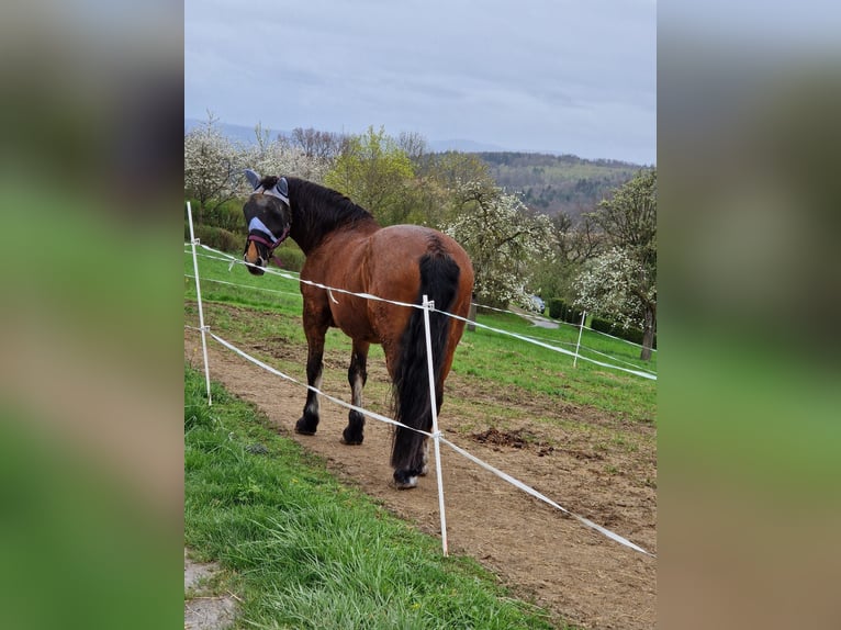 Południowoniemiecki koń zimnokrwisty Klacz 18 lat 165 cm Gniada in Reutlingen