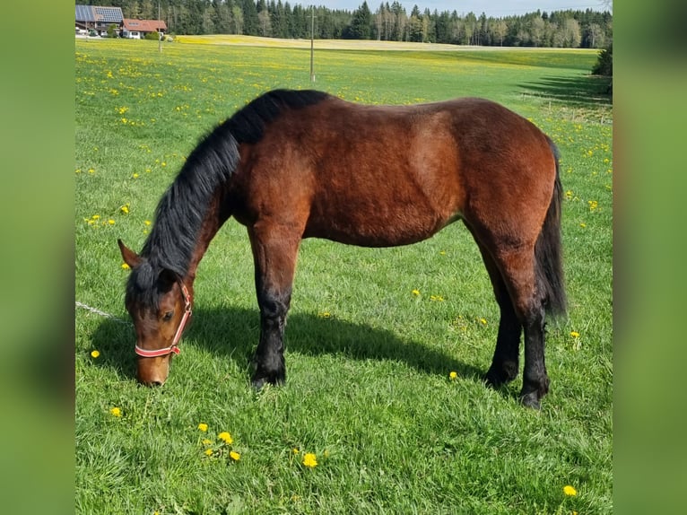 Południowoniemiecki koń zimnokrwisty Klacz 1 Rok 150 cm Gniada in Görisried