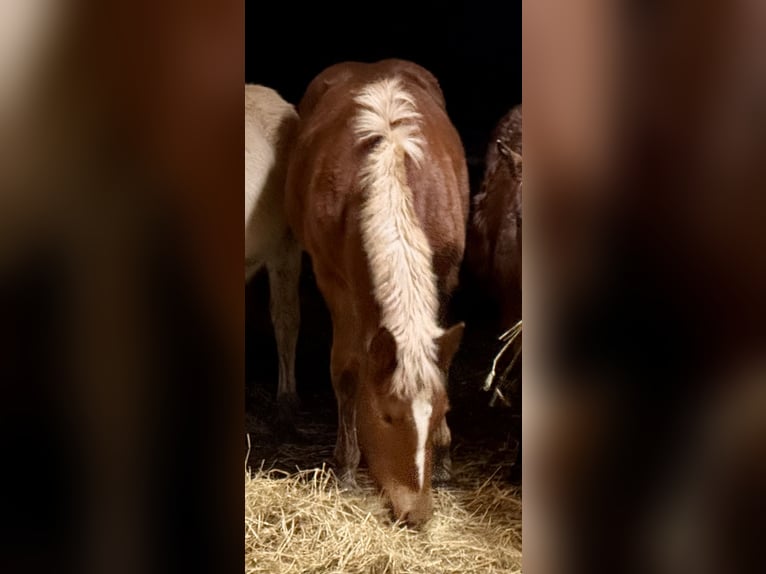 Południowoniemiecki koń zimnokrwisty Klacz 1 Rok Kasztanowata in Waakirchen