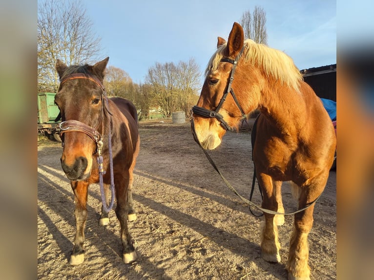 Południowoniemiecki koń zimnokrwisty Klacz 20 lat 150 cm Kasztanowata in Zaitzkofen