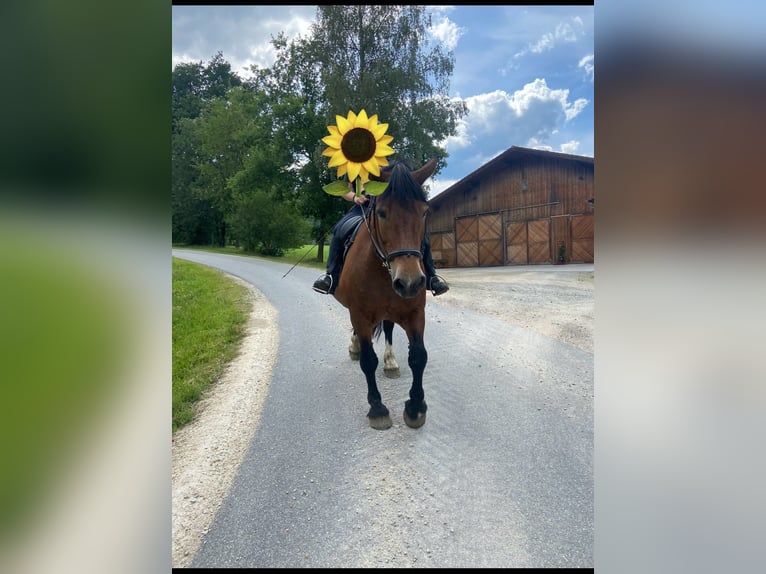 Południowoniemiecki koń zimnokrwisty Klacz 24 lat 170 cm Gniada in Lohberg