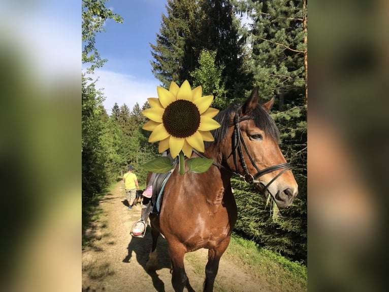 Południowoniemiecki koń zimnokrwisty Klacz 24 lat 170 cm Gniada in Lohberg