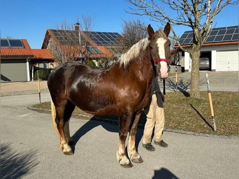 Południowoniemiecki koń zimnokrwisty Klacz 3 lat 160 cm Ciemnokasztanowata in Bidingen