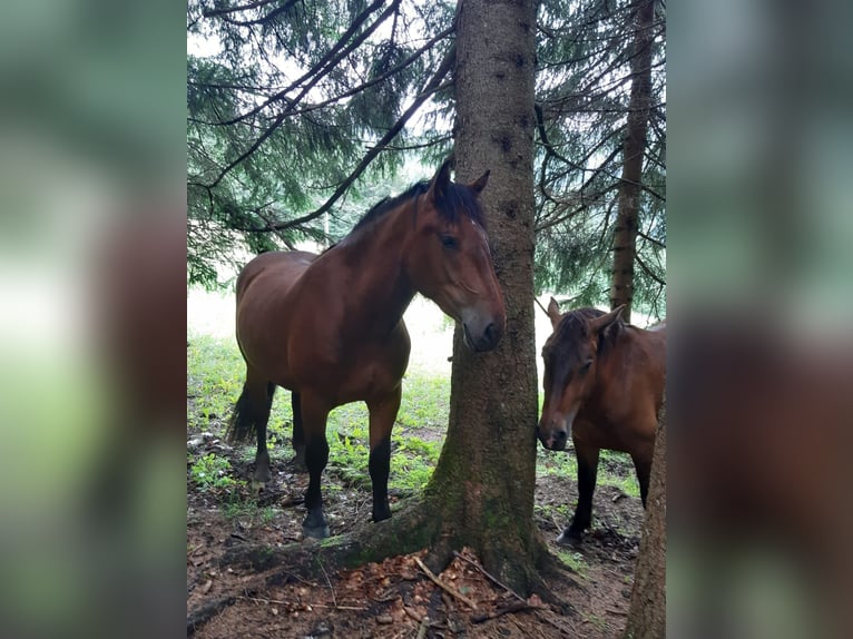 Południowoniemiecki koń zimnokrwisty Klacz 4 lat 157 cm Gniada in Dorfen