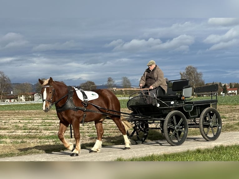 Południowoniemiecki koń zimnokrwisty Klacz 4 lat 158 cm Kasztanowata in Riedlingen