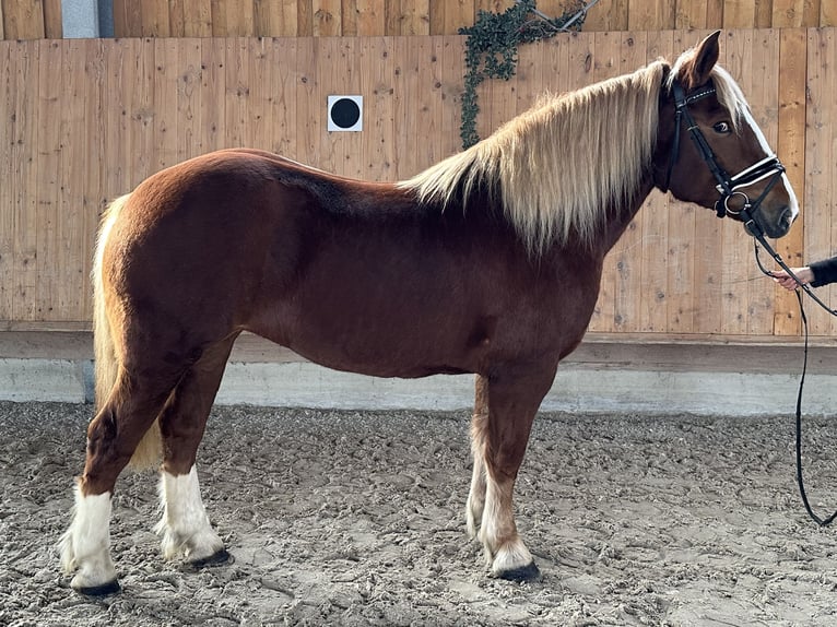 Południowoniemiecki koń zimnokrwisty Klacz 4 lat 158 cm Kasztanowata in Riedlingen