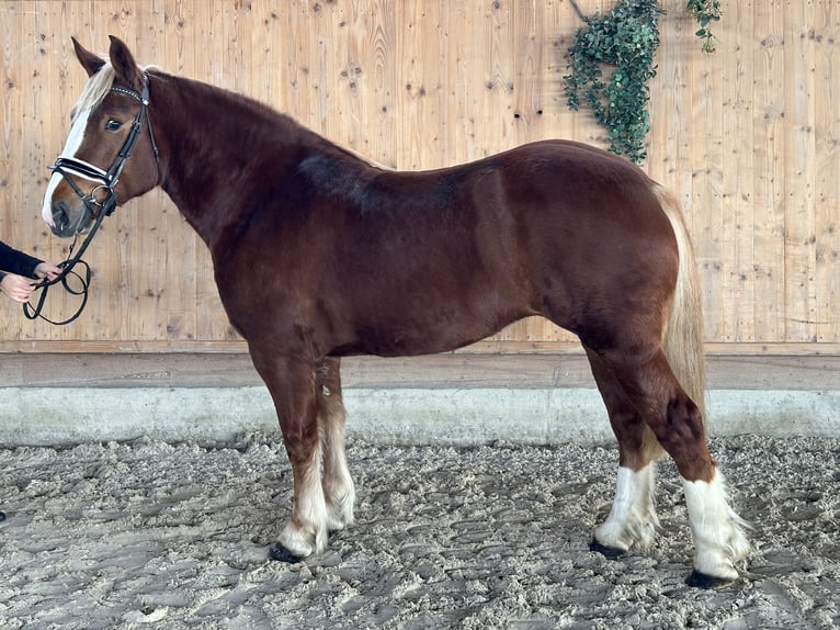 Południowoniemiecki koń zimnokrwisty Klacz 4 lat 158 cm Kasztanowata in Riedlingen