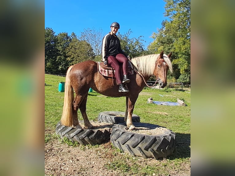 Południowoniemiecki koń zimnokrwisty Klacz 4 lat 160 cm Ciemnokasztanowata in Bayerbach