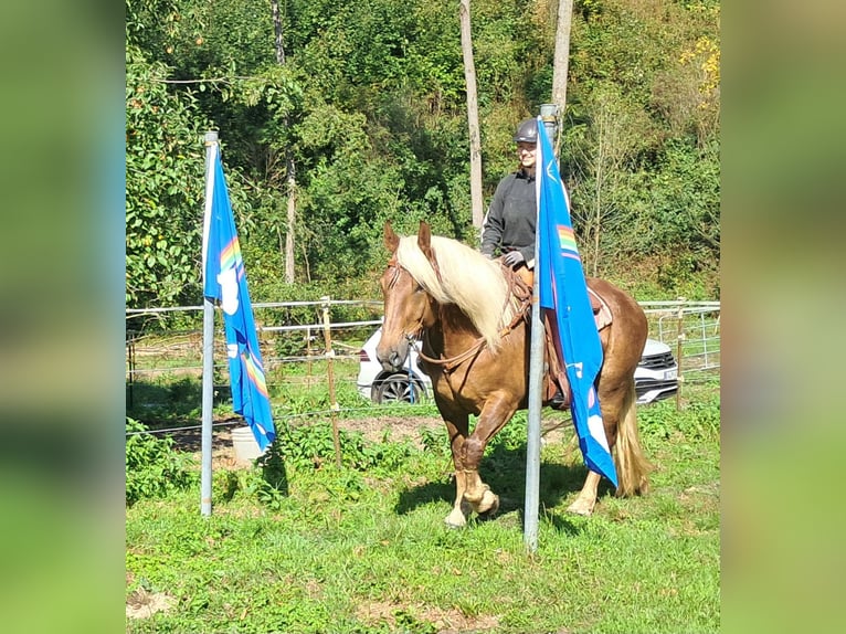 Południowoniemiecki koń zimnokrwisty Klacz 4 lat 160 cm Ciemnokasztanowata in Bayerbach