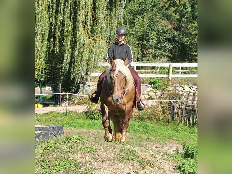 Południowoniemiecki koń zimnokrwisty Klacz 4 lat 160 cm Ciemnokasztanowata in Bayerbach