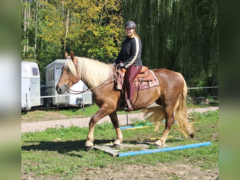 Południowoniemiecki koń zimnokrwisty Klacz 4 lat 160 cm Ciemnokasztanowata in Bayerbach